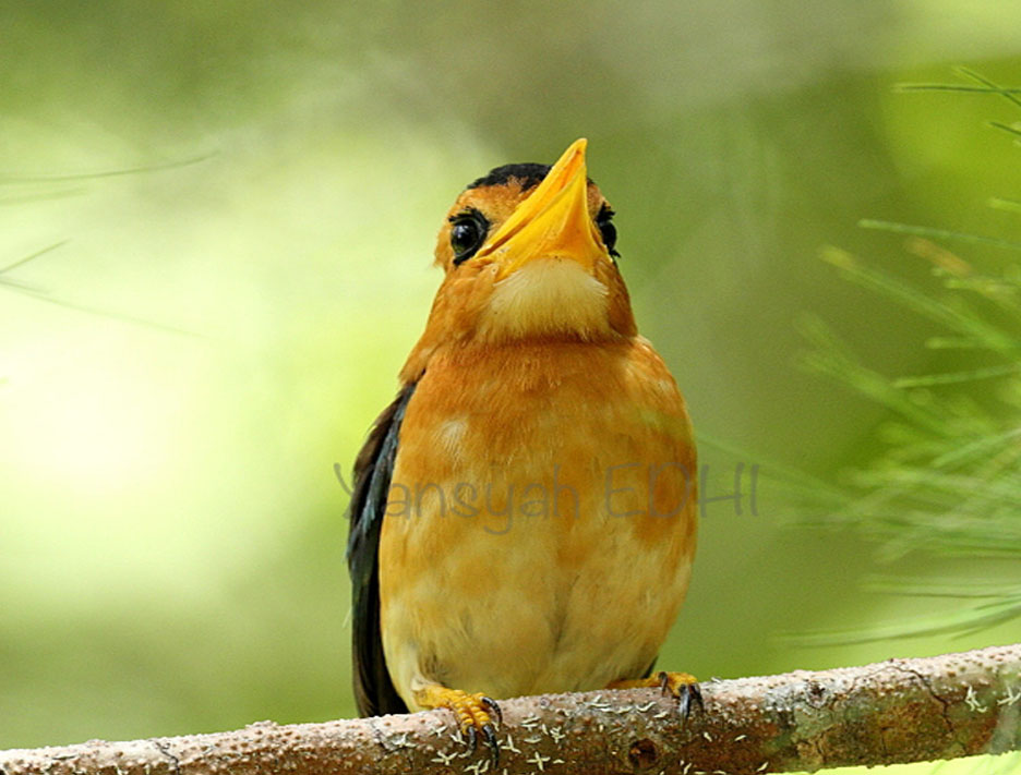 Bird - birding tour - Raja Ampat Tour Packages, YOEXPLORE