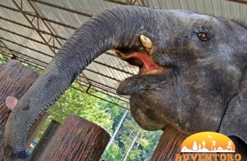 elephant sanctuary kuala ganda - Explore Asia, YOEXPLORE