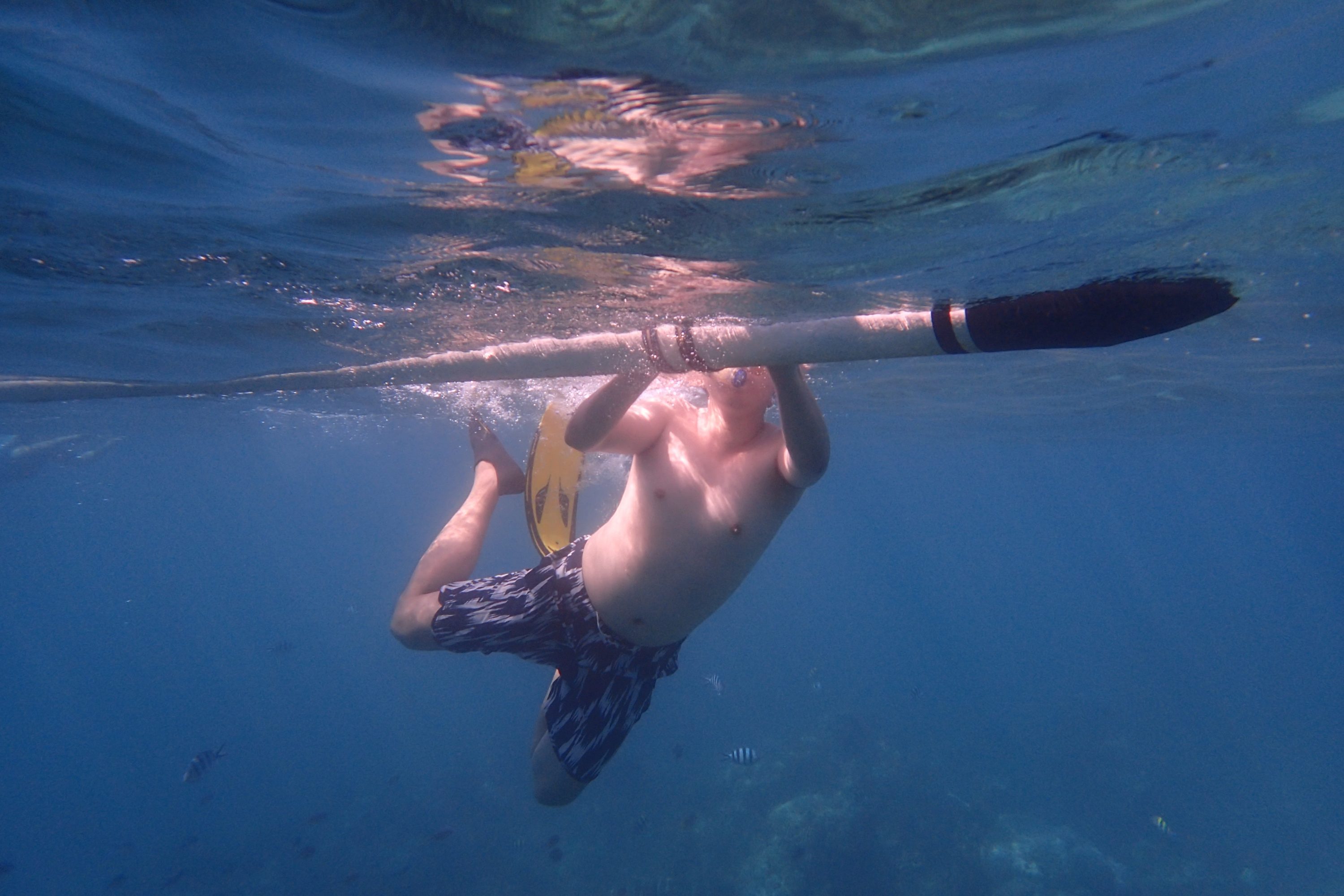 Lovina Dolphin Snorkeling Tour - Bali Tour Packages, YOEXPLORE