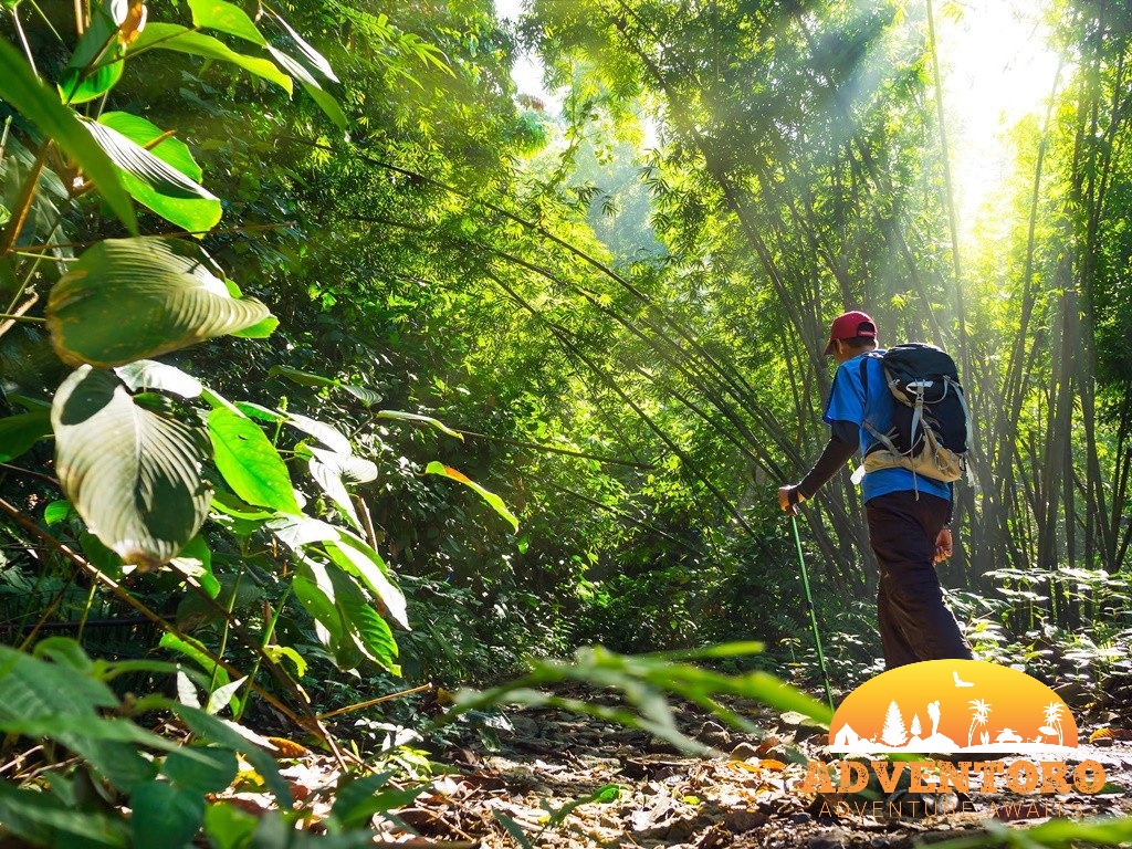 Trekking in Malaysia - Cameron Highlands - Cameron Highlands Paket Tour Murah, YOEXPLORE